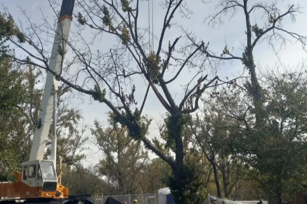 O & O Tree Services' other services O & O Tree Services' other services