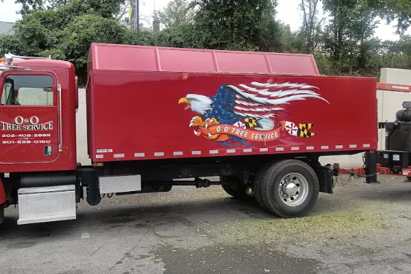 Professional tree expert in Silver Spring, MD Professional tree expert in Silver Spring, MD