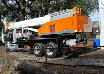 Professional tree maintenance