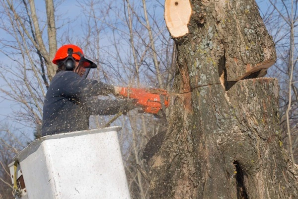 Professional tree service Professional tree service