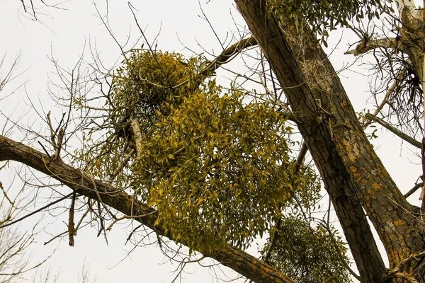 Reliable tree service Reliable tree service