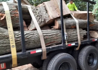 Top-rated tree expert