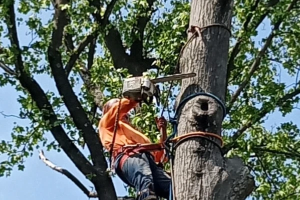 Tree Trimming Service Tree Trimming Service