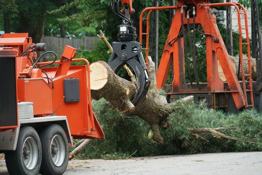 Affordable Emergency Tree Service Silver Spring, MD