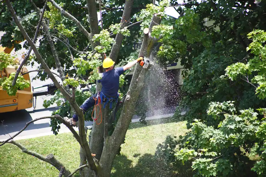 Common Hazards Of Delaying Tree Removal Services in Silver Spring, MD Common Hazards Of Delaying Tree Removal Services in Silver Spring, MD