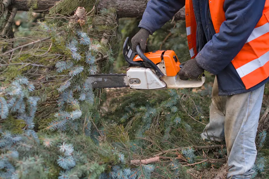 Experienced Tree Removal Service Silver Spring, MD Experienced Tree Removal Service Silver Spring, MD
