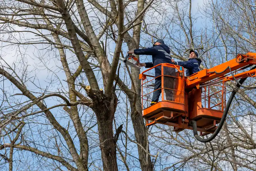 Quality Tree Removal Service Silver Spring, MD Quality Tree Removal Service Silver Spring, MD