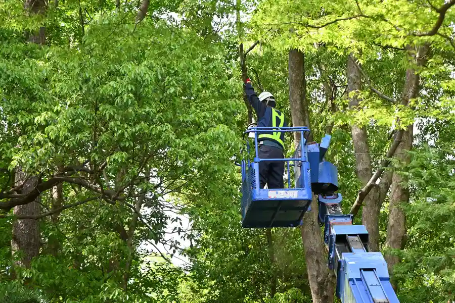 Reputable Emergency Tree Service Silver Spring, MD
