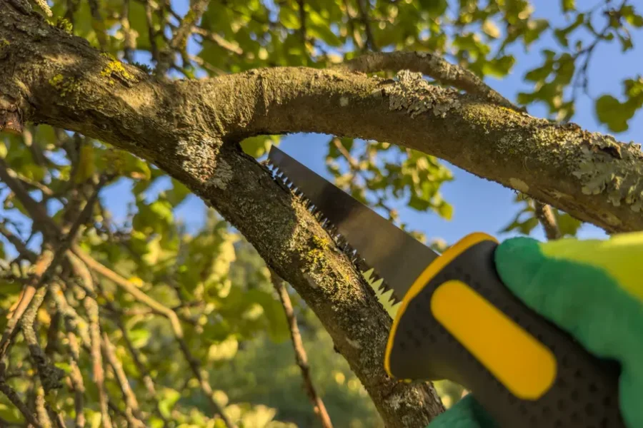 Superior Tree Trimming Service Silver Spring, MD Superior Tree Trimming Service Silver Spring, MD