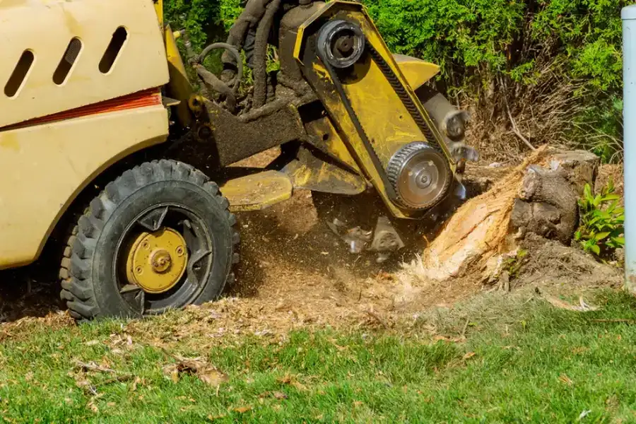 What To Expect After A Stump Grinding Service Silver Spring, MD What To Expect After A Stump Grinding Service Silver Spring, MD