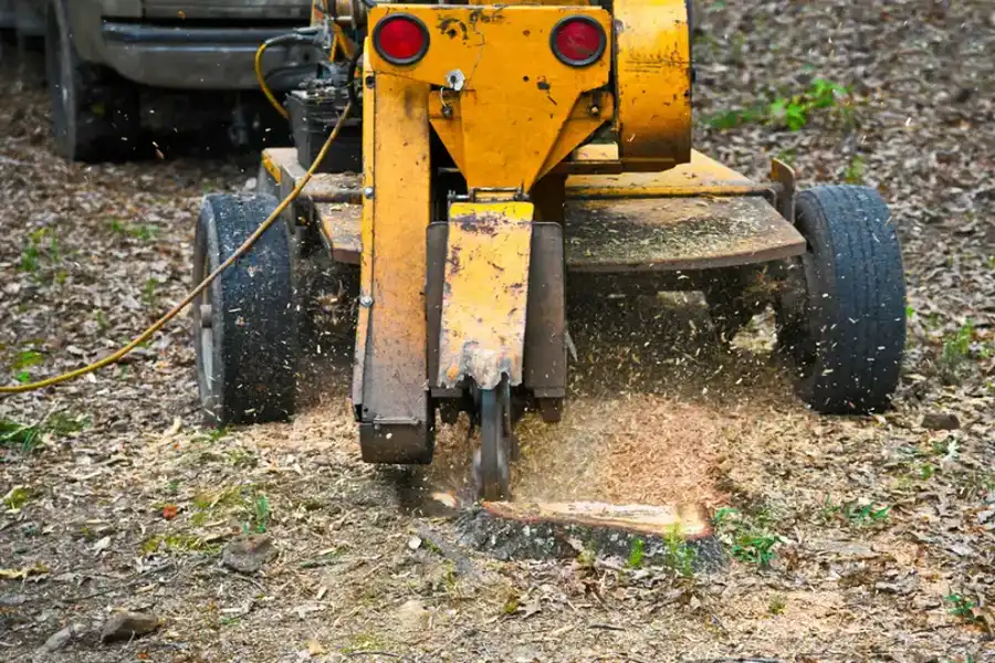 What To Expect After A Stump Grinding Service in Silver Spring, MD What To Expect After A Stump Grinding Service in Silver Spring, MD